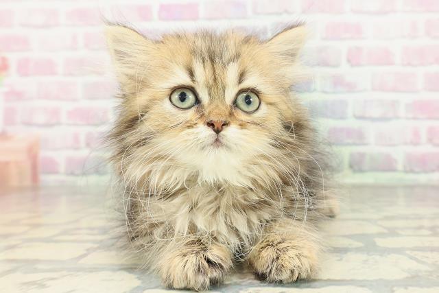 大阪府のミヌエット (Coo&RIKU高槻店/2026年1月22日生まれ/男の子/ブラウンタビー)の子猫の1枚目の画像