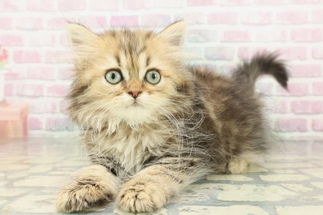 大阪府のミヌエット (Coo&RIKU高槻店/2026年1月22日生まれ/男の子/ブラウンタビー)の子猫の2枚目の画像