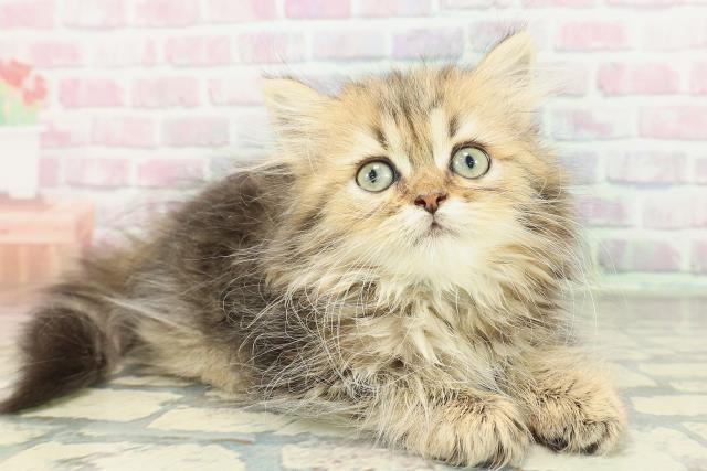 大阪府のミヌエット (Coo&RIKU高槻店/2026年1月22日生まれ/男の子/ブラウンタビー)の子猫の3枚目の画像