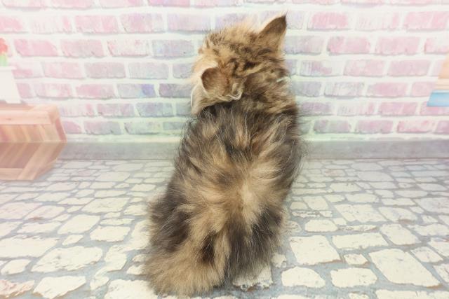 大阪府のミヌエット (Coo&RIKU高槻店/2026年1月22日生まれ/男の子/ブラウンタビー)の子猫の4枚目の画像