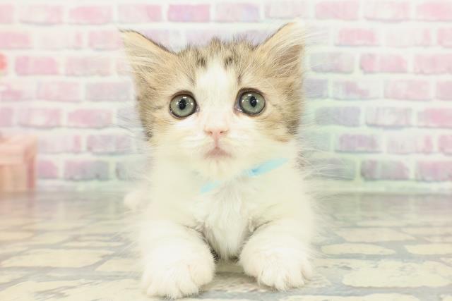 青森県のマンチカン (Coo&RIKU青森店/2026年1月20日生まれ/男の子/ブラウンタビーホワイト)の子猫