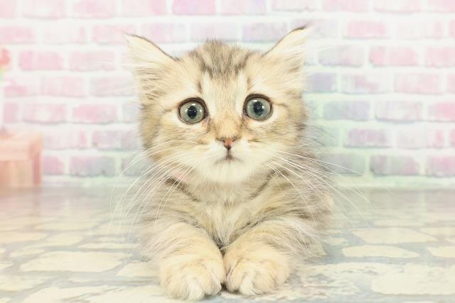 新潟県のマンチカン (Coo&RIKU長岡店/2026年1月20日生まれ/女の子/ブラウンタビー)の子猫の1枚目の画像