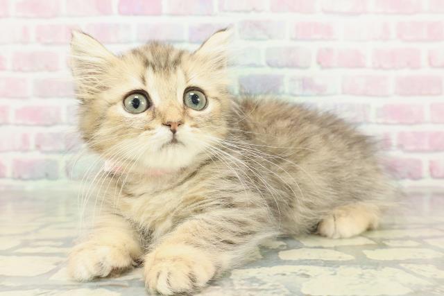 新潟県のマンチカン (Coo&RIKU長岡店/2026年1月20日生まれ/女の子/ブラウンタビー)の子猫の2枚目の画像