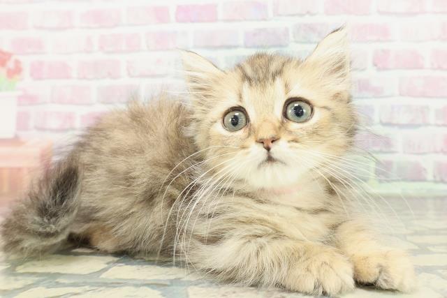 新潟県のマンチカン (Coo&RIKU長岡店/2026年1月20日生まれ/女の子/ブラウンタビー)の子猫の3枚目の画像