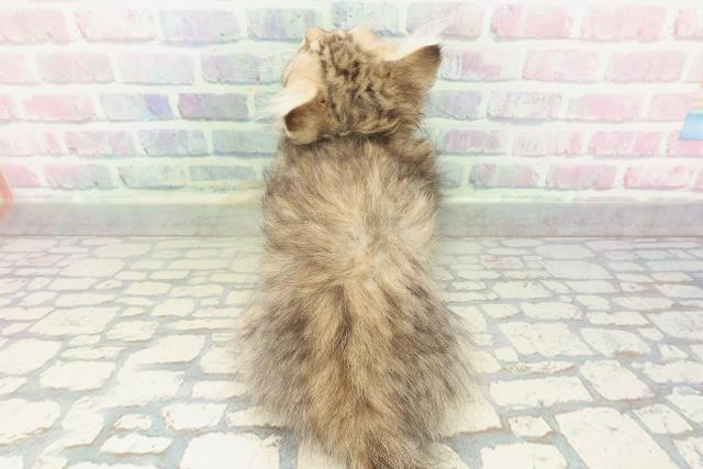 新潟県のマンチカン (Coo&RIKU長岡店/2026年1月20日生まれ/女の子/ブラウンタビー)の子猫の4枚目の画像