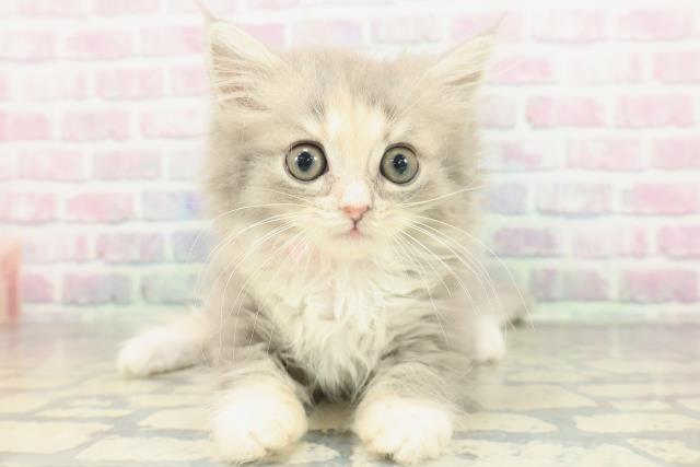 大阪府のミヌエット (Coo&RIKU寝屋川店/2026年1月20日生まれ/女の子/ブルーパッチドタビーホワイト)の子猫の1枚目の画像