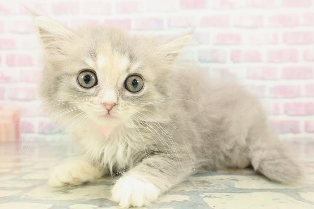 大阪府のミヌエット (Coo&RIKU寝屋川店/2026年1月20日生まれ/女の子/ブルーパッチドタビーホワイト)の子猫の2枚目の画像