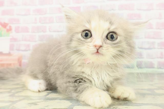 大阪府のミヌエット (Coo&RIKU寝屋川店/2026年1月20日生まれ/女の子/ブルーパッチドタビーホワイト)の子猫の3枚目の画像