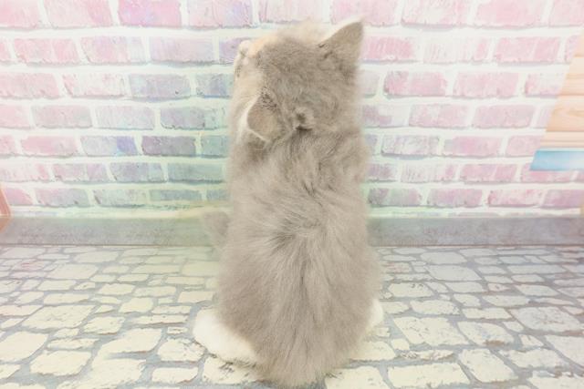 大阪府のミヌエット (Coo&RIKU寝屋川店/2026年1月20日生まれ/女の子/ブルーパッチドタビーホワイト)の子猫の4枚目の画像