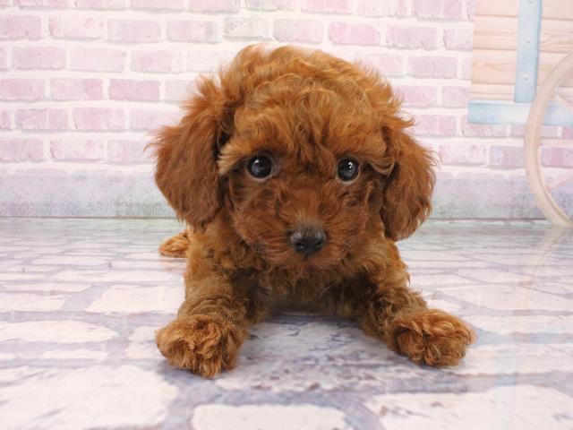 滋賀県のトイプードル(トイ) (Coo&RIKU長浜店/2026年1月29日生まれ/女の子/レッドフォーン)の子犬の1枚目の画像