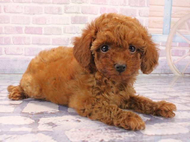 滋賀県のトイプードル(トイ) (Coo&RIKU長浜店/2026年1月29日生まれ/女の子/レッドフォーン)の子犬の2枚目の画像