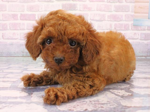 滋賀県のトイプードル(トイ) (Coo&RIKU長浜店/2026年1月29日生まれ/女の子/レッドフォーン)の子犬の3枚目の画像