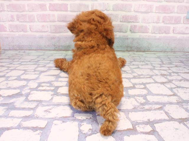 滋賀県のトイプードル(トイ) (Coo&RIKU長浜店/2026年1月29日生まれ/女の子/レッドフォーン)の子犬の4枚目の画像