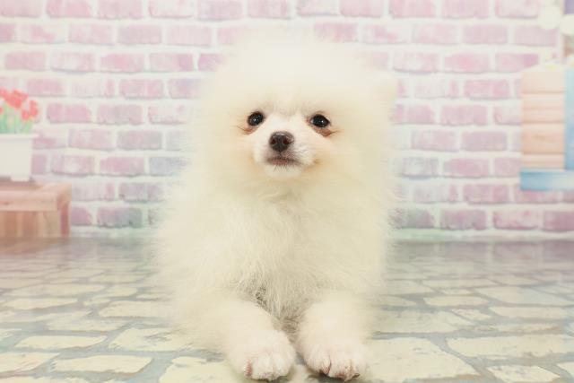 北海道のポメラニアン (Coo&RIKU苫小牧店/2026年1月20日生まれ/男の子/クリーム)の子犬の1枚目の画像