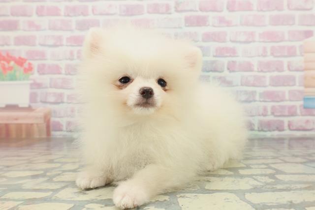 北海道のポメラニアン (Coo&RIKU苫小牧店/2026年1月20日生まれ/男の子/クリーム)の子犬の2枚目の画像