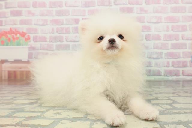 北海道のポメラニアン (Coo&RIKU苫小牧店/2026年1月20日生まれ/男の子/クリーム)の子犬の3枚目の画像