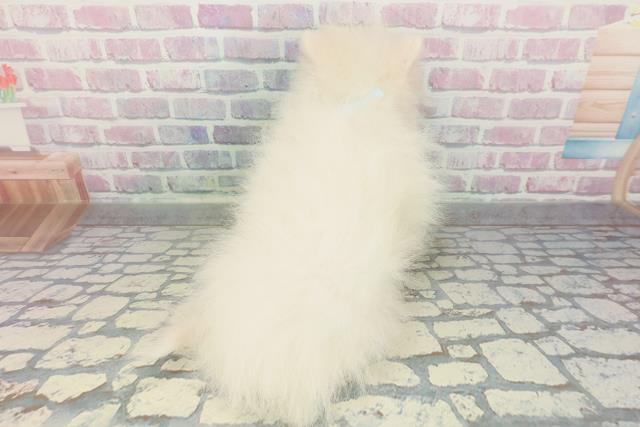 北海道のポメラニアン (Coo&RIKU苫小牧店/2026年1月20日生まれ/男の子/クリーム)の子犬の4枚目の画像