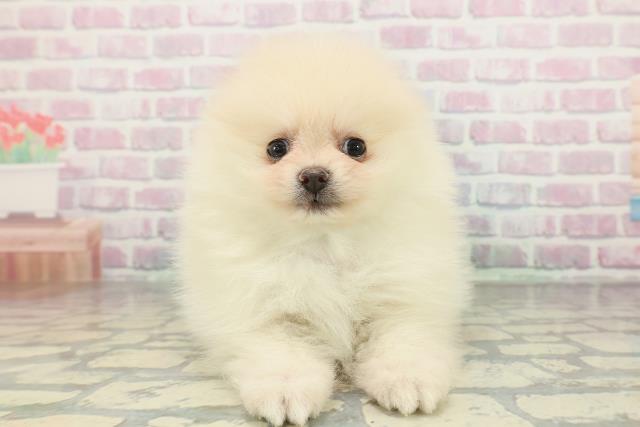 新潟県のポメラニアン (Coo&RIKU新潟西店/2026年2月1日生まれ/男の子/クリーム)の子犬の1枚目の画像