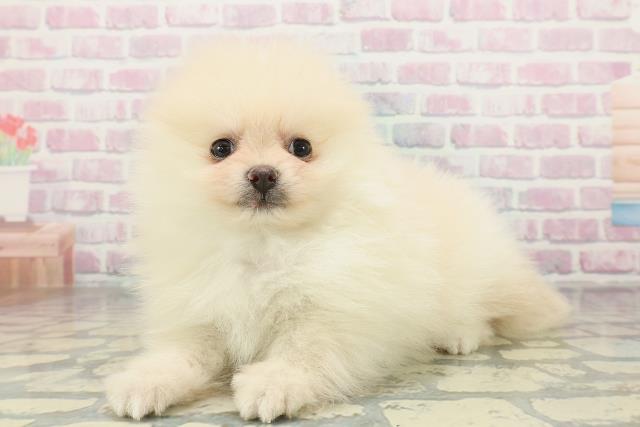 新潟県のポメラニアン (Coo&RIKU新潟西店/2026年2月1日生まれ/男の子/クリーム)の子犬の2枚目の画像