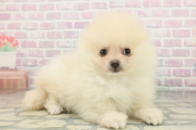新潟県のポメラニアン (Coo&RIKU新潟西店/2026年2月1日生まれ/男の子/クリーム)の子犬の3枚目の画像