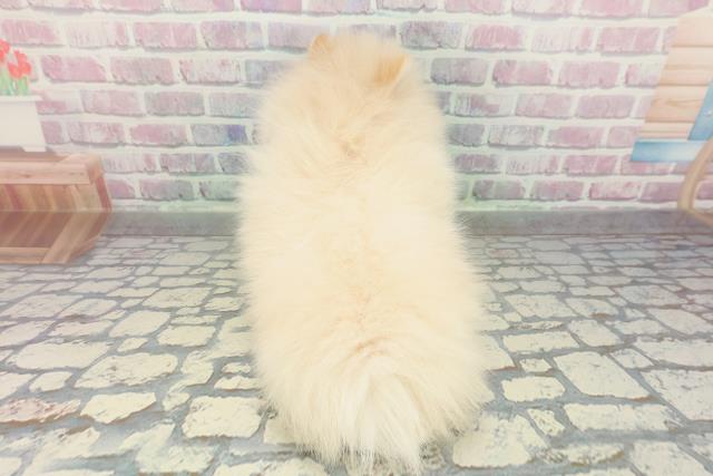 新潟県のポメラニアン (Coo&RIKU新潟西店/2026年2月1日生まれ/男の子/クリーム)の子犬の4枚目の画像