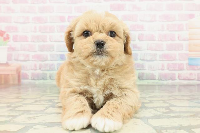 兵庫県のペキプー(ペキニーズ×プードル) (Coo&RIKU明石店/2026年2月3日生まれ/男の子/アプリコット)の子犬の1枚目の画像