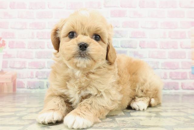 兵庫県のペキプー(ペキニーズ×プードル) (Coo&RIKU明石店/2026年2月3日生まれ/男の子/アプリコット)の子犬の2枚目の画像