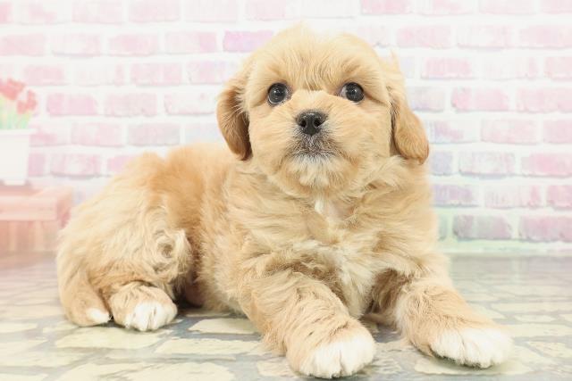 兵庫県のペキプー(ペキニーズ×プードル) (Coo&RIKU明石店/2026年2月3日生まれ/男の子/アプリコット)の子犬の3枚目の画像