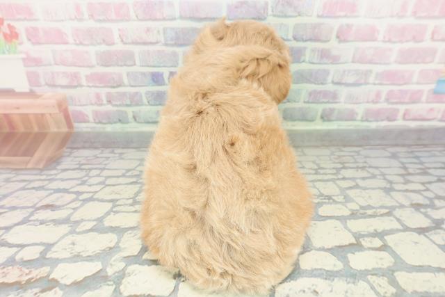 兵庫県のペキプー(ペキニーズ×プードル) (Coo&RIKU明石店/2026年2月3日生まれ/男の子/アプリコット)の子犬の4枚目の画像