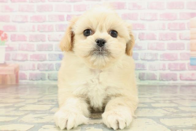 大阪府のペキプー(ペキニーズ×プードル) (Coo&RIKU松原店/2026年2月3日生まれ/女の子/アプリコット)の子犬の1枚目の画像