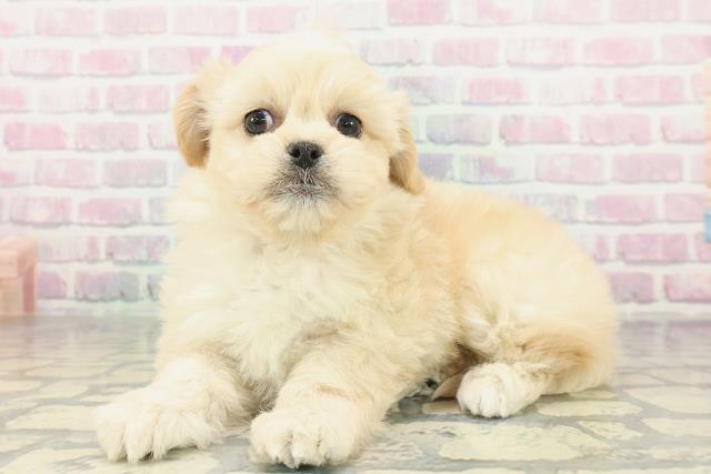 大阪府のペキプー(ペキニーズ×プードル) (Coo&RIKU松原店/2026年2月3日生まれ/女の子/アプリコット)の子犬の2枚目の画像