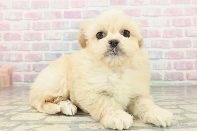 大阪府のペキプー(ペキニーズ×プードル) (Coo&RIKU松原店/2026年2月3日生まれ/女の子/アプリコット)の子犬の3枚目の画像