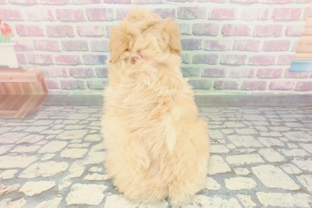 大阪府のペキプー(ペキニーズ×プードル) (Coo&RIKU松原店/2026年2月3日生まれ/女の子/アプリコット)の子犬の4枚目の画像