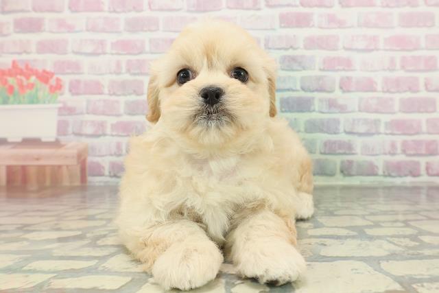 岩手県のペキプー(ペキニーズ×プードル) (Coo&RIKU一関店/2026年2月3日生まれ/女の子/アプリコット)の子犬の1枚目の画像