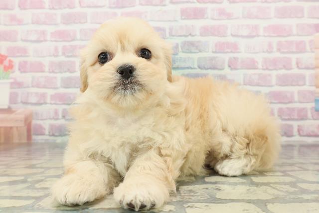 岩手県のペキプー(ペキニーズ×プードル) (Coo&RIKU一関店/2026年2月3日生まれ/女の子/アプリコット)の子犬の2枚目の画像