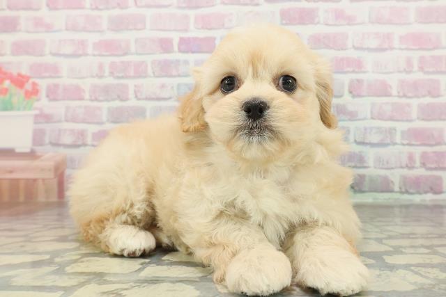 岩手県のペキプー(ペキニーズ×プードル) (Coo&RIKU一関店/2026年2月3日生まれ/女の子/アプリコット)の子犬の3枚目の画像