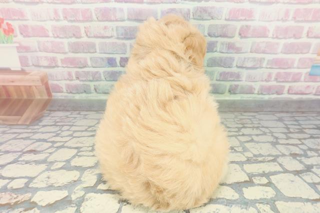 岩手県のペキプー(ペキニーズ×プードル) (Coo&RIKU一関店/2026年2月3日生まれ/女の子/アプリコット)の子犬の4枚目の画像