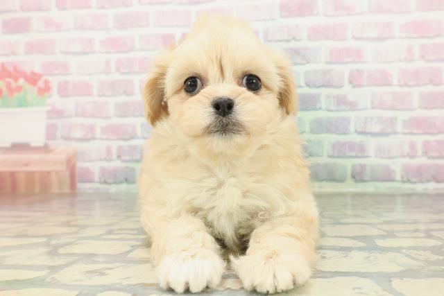山形県のペキプー(ペキニーズ×プードル) (Coo&RIKU山形店/2026年2月3日生まれ/女の子/アプリコット)の子犬の1枚目の画像
