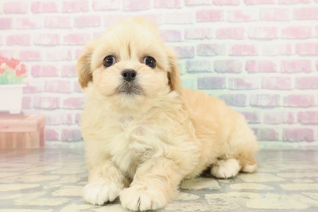 山形県のペキプー(ペキニーズ×プードル) (Coo&RIKU山形店/2026年2月3日生まれ/女の子/アプリコット)の子犬の2枚目の画像