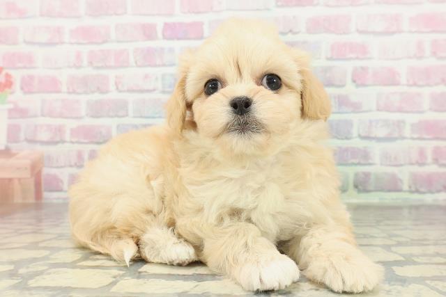 山形県のペキプー(ペキニーズ×プードル) (Coo&RIKU山形店/2026年2月3日生まれ/女の子/アプリコット)の子犬の3枚目の画像