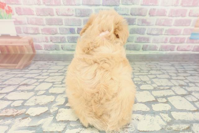 山形県のペキプー(ペキニーズ×プードル) (Coo&RIKU山形店/2026年2月3日生まれ/女の子/アプリコット)の子犬の4枚目の画像