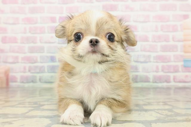 富山県のチワワ(ロング) (Coo&RIKU富山店/2026年1月30日生まれ/男の子/フォーンホワイト)の子犬の1枚目の画像