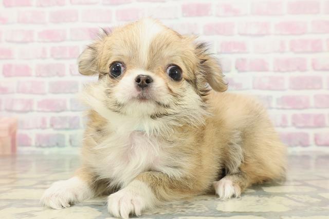 富山県のチワワ(ロング) (Coo&RIKU富山店/2026年1月30日生まれ/男の子/フォーンホワイト)の子犬の2枚目の画像