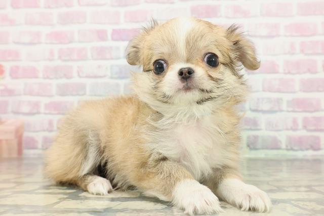 富山県のチワワ(ロング) (Coo&RIKU富山店/2026年1月30日生まれ/男の子/フォーンホワイト)の子犬の3枚目の画像