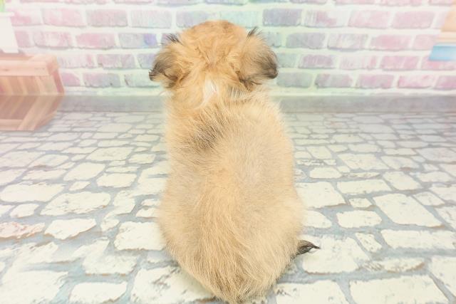 富山県のチワワ(ロング) (Coo&RIKU富山店/2026年1月30日生まれ/男の子/フォーンホワイト)の子犬の4枚目の画像