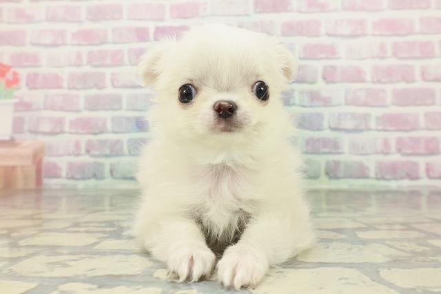 神奈川県のチワワ(ロング) (Coo&RIKU日吉店/2026年1月30日生まれ/男の子/ホワイト)の子犬の1枚目の画像