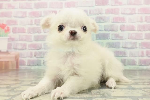 神奈川県のチワワ(ロング) (Coo&RIKU日吉店/2026年1月30日生まれ/男の子/ホワイト)の子犬の2枚目の画像