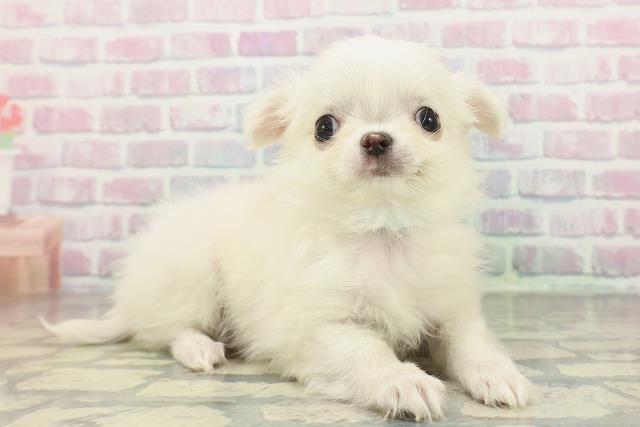 神奈川県のチワワ(ロング) (Coo&RIKU日吉店/2026年1月30日生まれ/男の子/ホワイト)の子犬の3枚目の画像