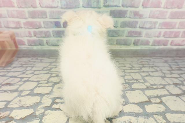 神奈川県のチワワ(ロング) (Coo&RIKU日吉店/2026年1月30日生まれ/男の子/ホワイト)の子犬の4枚目の画像