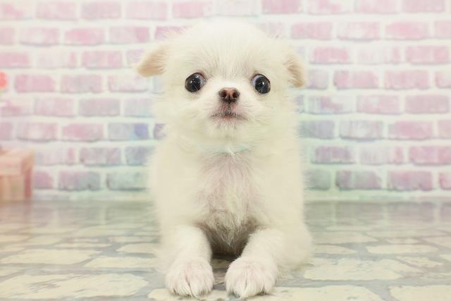 千葉県のチワワ(ロング) (Coo&RIKU東船橋店/2026年1月30日生まれ/男の子/ホワイト)の子犬の1枚目の画像